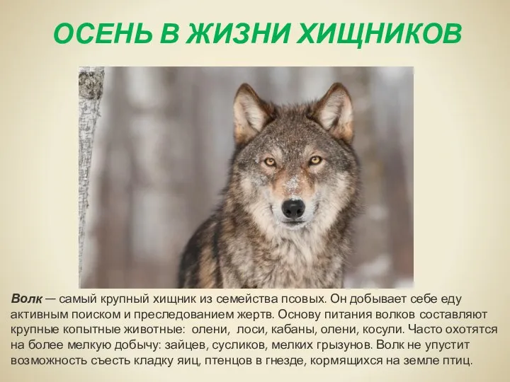 ОСЕНЬ В ЖИЗНИ ХИЩНИКОВ Волк — самый крупный хищник из семейства псовых.