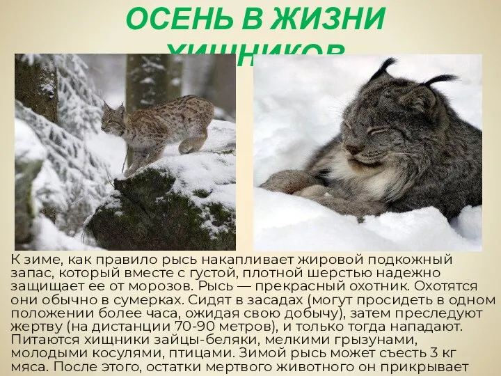 ОСЕНЬ В ЖИЗНИ ХИЩНИКОВ К зиме, как правило рысь накапливает жировой подкожный