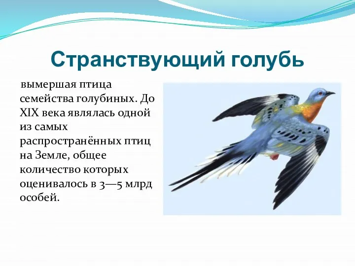 Странствующий голубь вымершая птица семейства голубиных. До XIX века являлась одной из