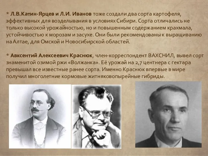 * Л.В.Катин-Ярцев и Л.И. Иванов тоже создали два сорта картофеля, эффективных для