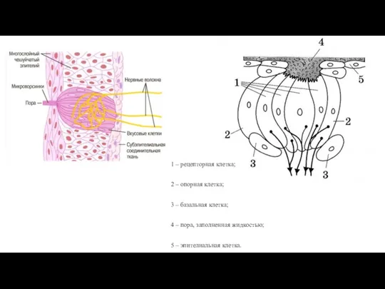 1 – рецепторная клетка; 2 – опорная клетка; 3 – базальная клетка;