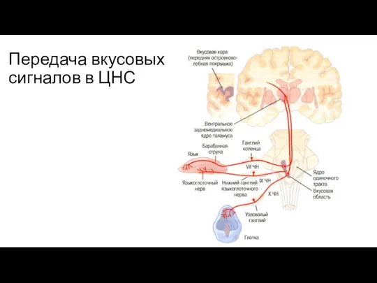 Передача вкусовых сигналов в ЦНС