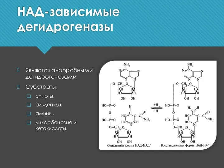 НАД-зависимые дегидрогеназы Являются анаэробными дегидрогеназами Субстраты: спирты, альдегиды, амины, дикарбоновые и кетокислоты.