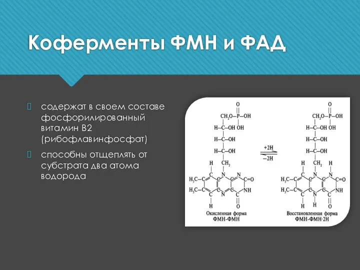 Коферменты ФМН и ФАД содержат в своем составе фосфорилированный витамин В2 (рибофлавинфосфат)