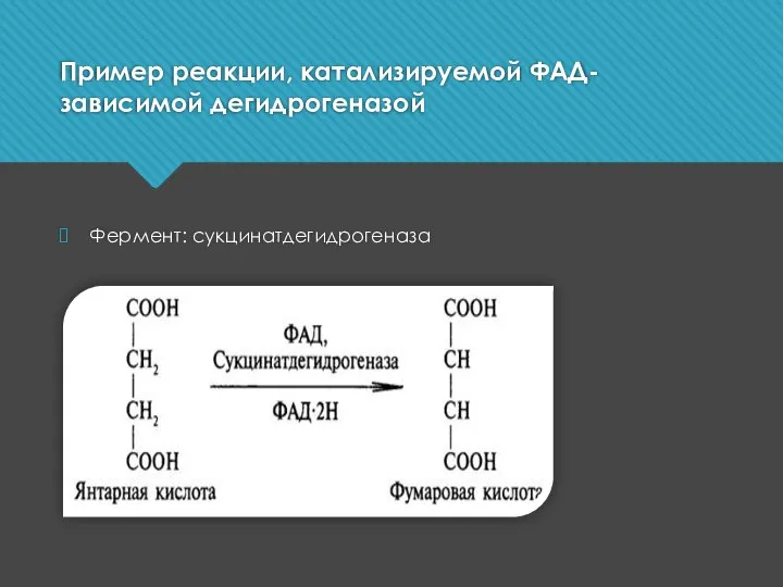 Пример реакции, катализируемой ФАД-зависимой дегидрогеназой Фермент: сукцинатдегидрогеназа