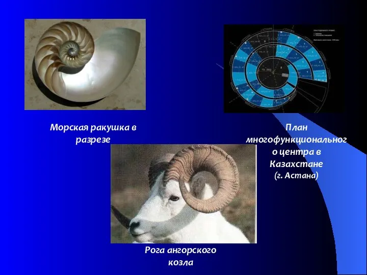 Морская ракушка в разрезе Рога ангорского козла План многофункционального центра в Казахстане (г. Астана)