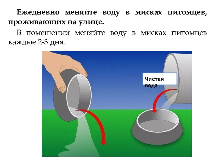 Ежедневно меняйте воду в мисках питомцев, проживающих на улице. В помещении меняйте