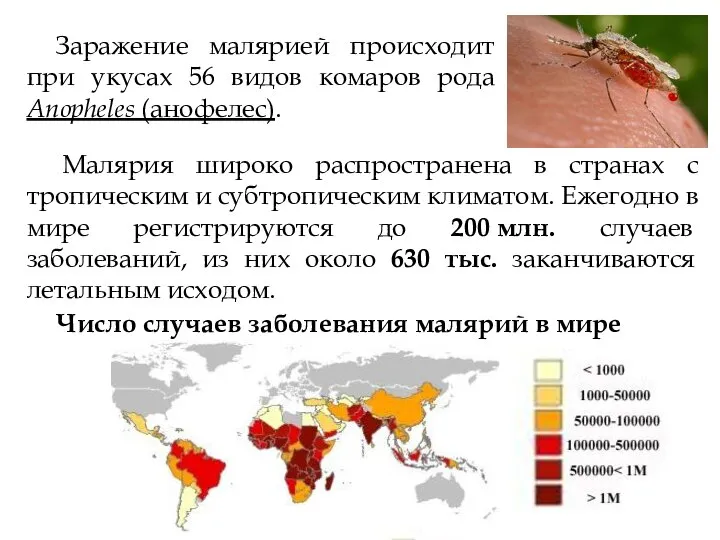 Заражение малярией происходит при укусах 56 видов комаров рода Anopheles (анофелес). Малярия