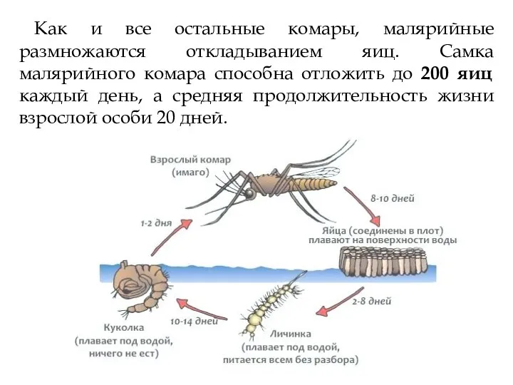 Как и все остальные комары, малярийные размножаются откладыванием яиц. Самка малярийного комара