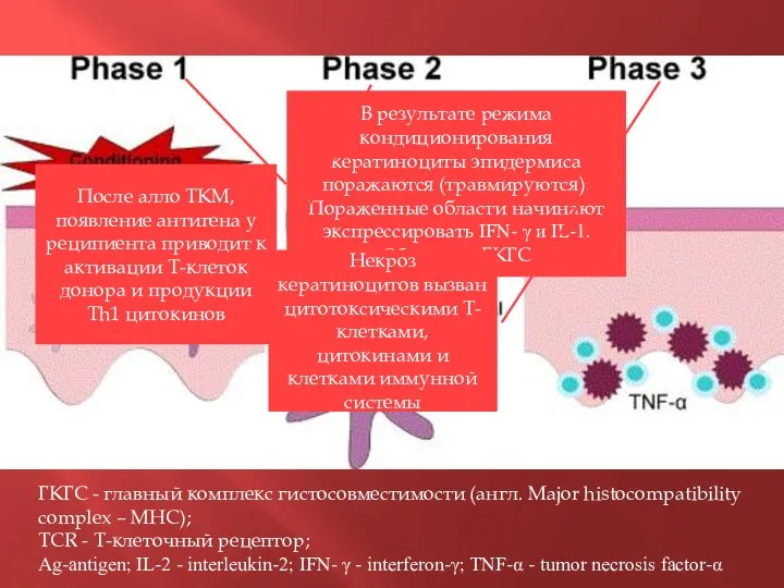 ГКГС - главный комплекс гистосовместимости (англ. Major histocompatibility complex – МНС); TCR