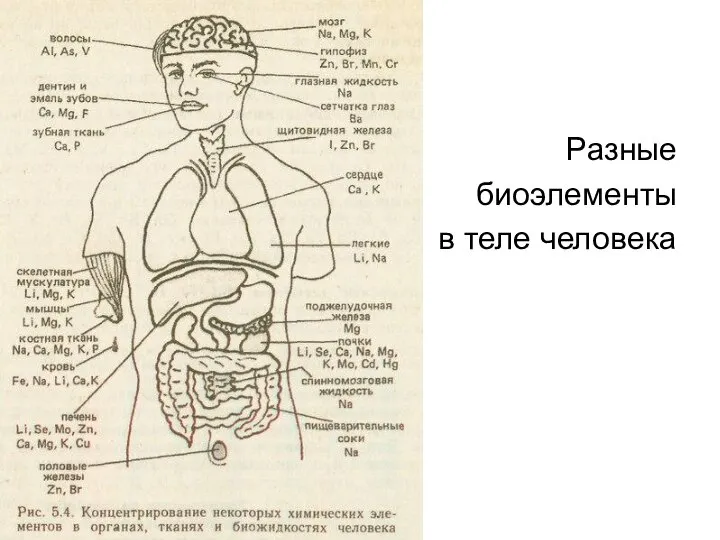 Разные биоэлементы в теле человека