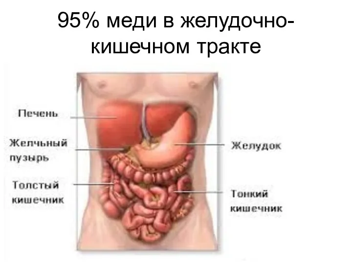 95% меди в желудочно-кишечном тракте