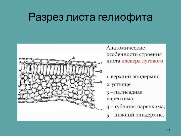 Разрез листа гелиофита