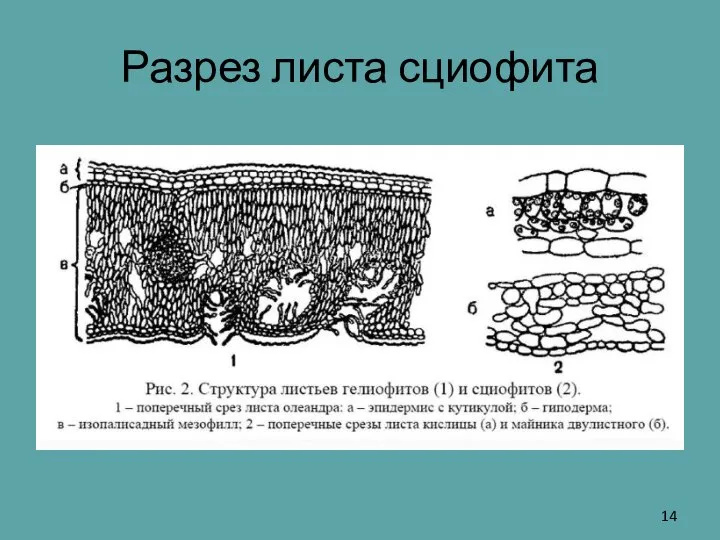 Разрез листа сциофита