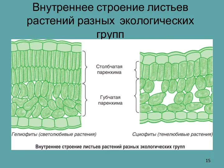 Внутреннее строение листьев растений разных экологических групп