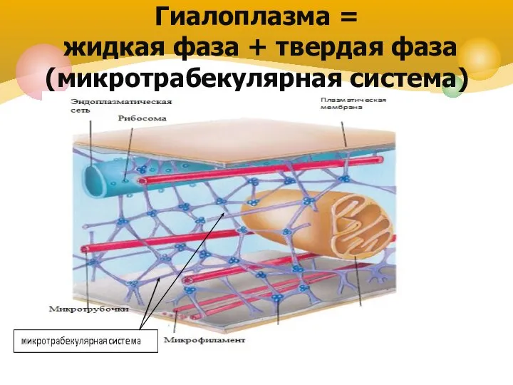 Гиалоплазма = жидкая фаза + твердая фаза (микротрабекулярная система)