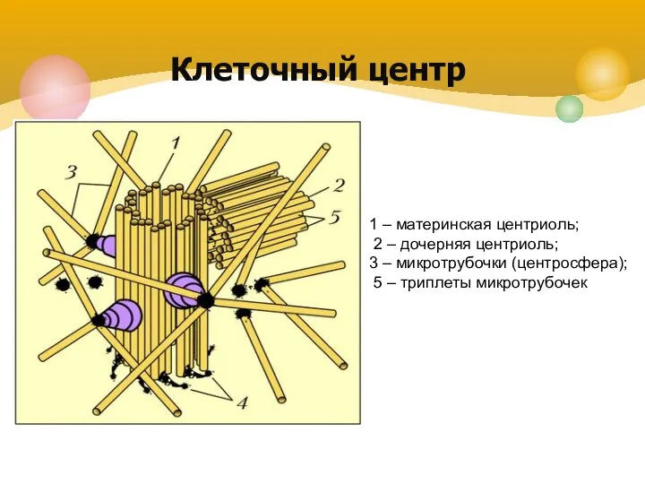 Клеточный центр 1 – материнская центриоль; 2 – дочерняя центриоль; 3 –