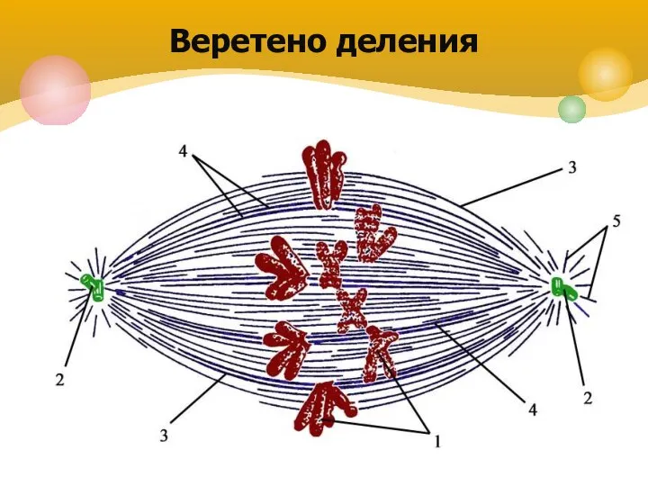 Органоид необходимый для образования нитей веретена