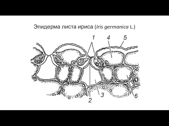 Эпидерма листа ириса (Iris germanica L.)