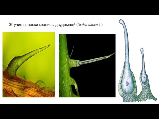 Жгучие волоски крапивы двудомной (Urtica dioica L.)