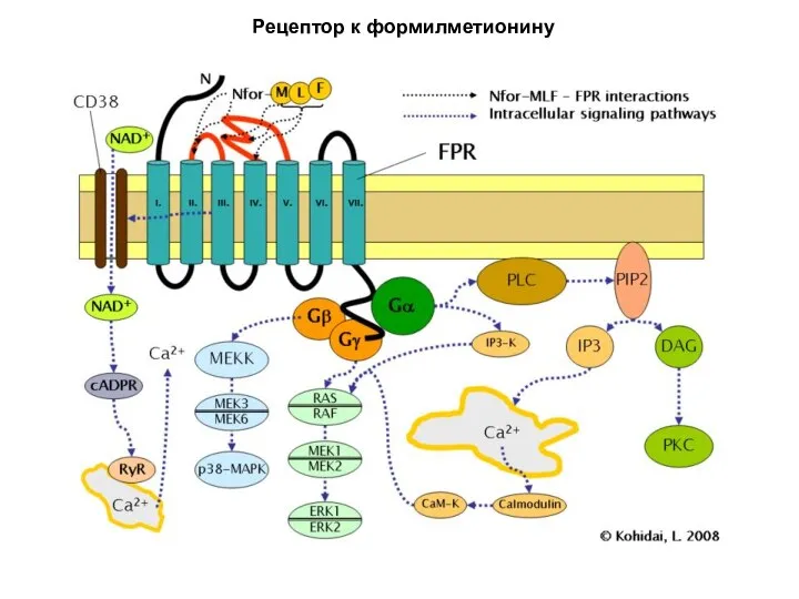 Рецептор к формилметионину