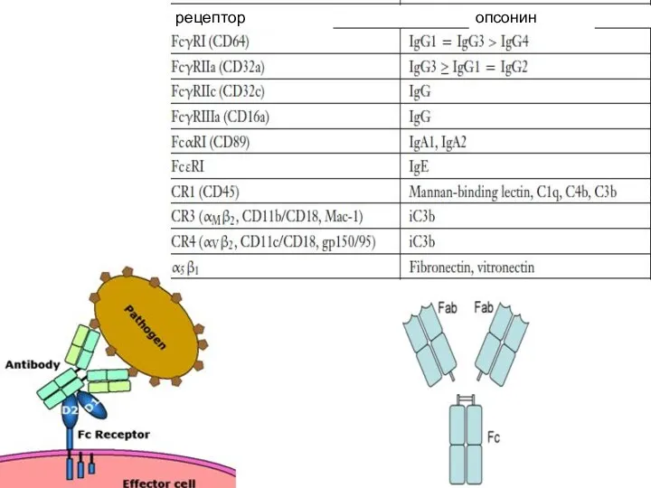 рецептор опсонин