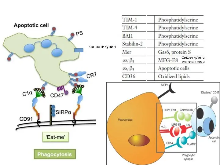 калретикулин Секретируется макрофагами
