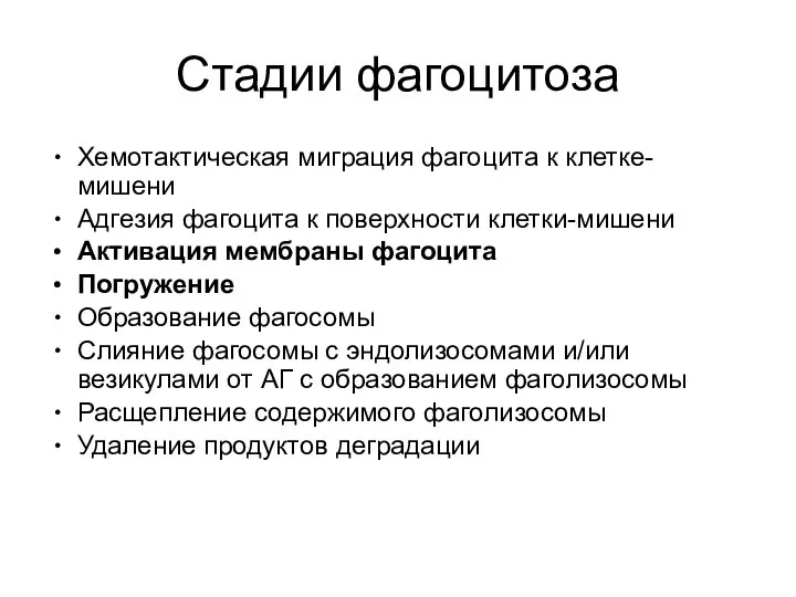 Стадии фагоцитоза Хемотактическая миграция фагоцита к клетке-мишени Адгезия фагоцита к поверхности клетки-мишени