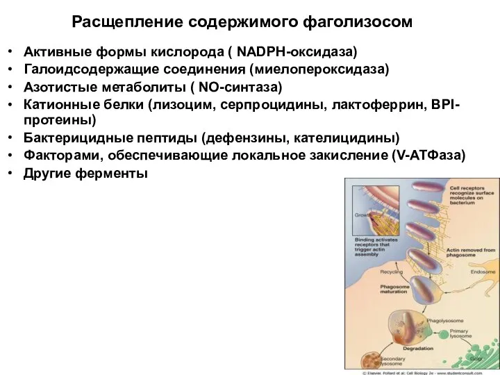 Расщепление содержимого фаголизосом Активные формы кислорода ( NADPH-оксидаза) Галоидсодержащие соединения (миелопероксидаза) Азотистые