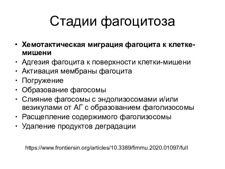 Стадии фагоцитоза Хемотактическая миграция фагоцита к клетке-мишени Адгезия фагоцита к поверхности клетки-мишени