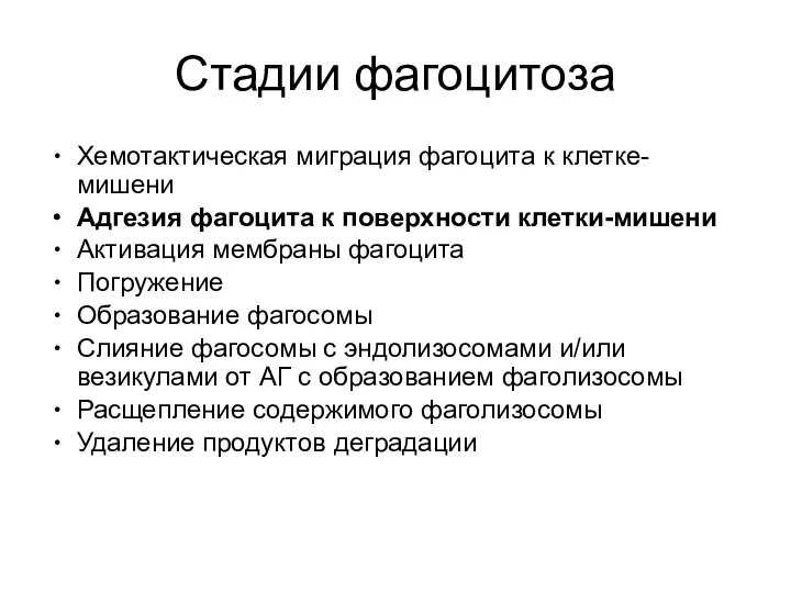 Стадии фагоцитоза Хемотактическая миграция фагоцита к клетке-мишени Адгезия фагоцита к поверхности клетки-мишени