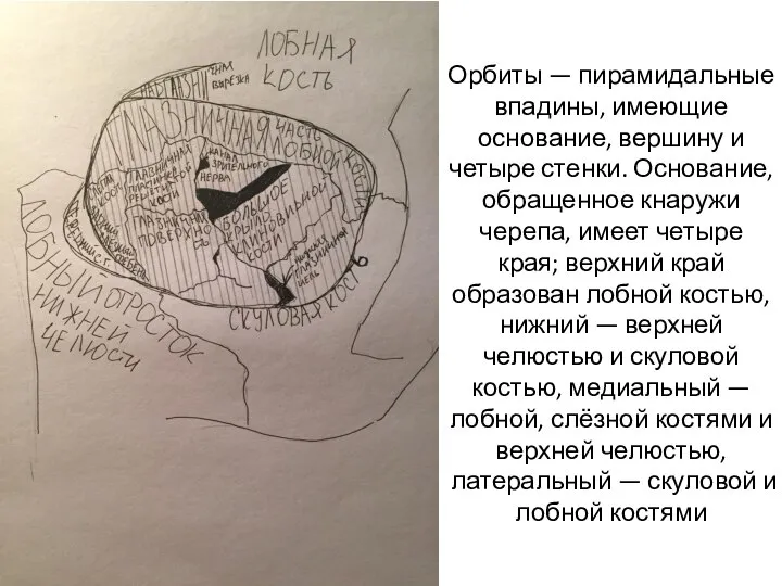 Орбиты — пирамидальные впадины, имеющие основание, вершину и четыре стенки. Основание, обращенное