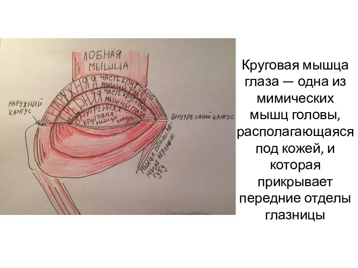 Круговая мышца глаза — одна из мимических мышц головы, располагающаяся под кожей,