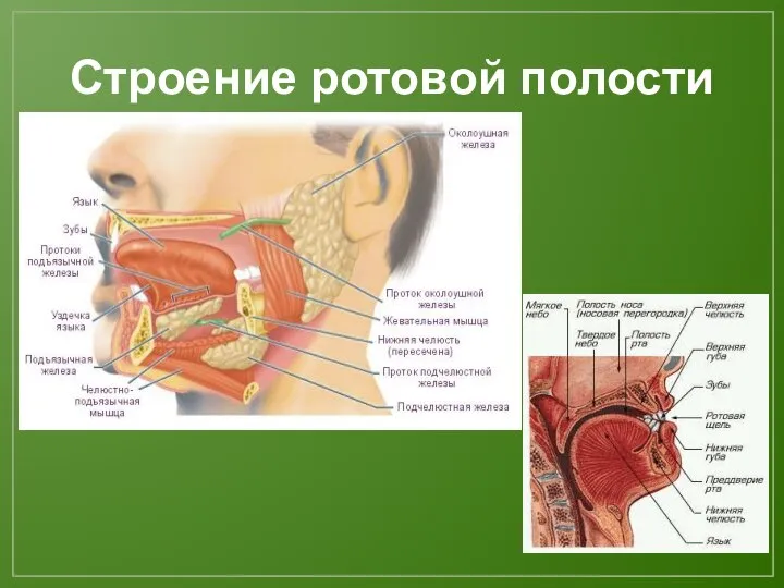 Строение ротовой полости