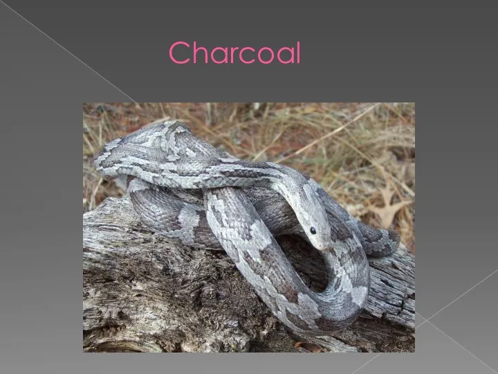 Charcoal