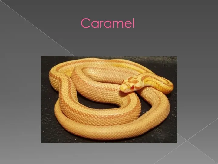 Caramel