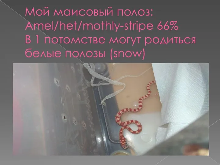 Мой маисовый полоз: Аmel/het/mothly-stripe 66% В 1 потомстве могут родиться белые полозы (snow)