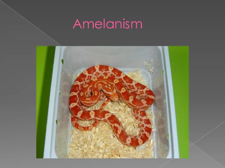 Amelanism