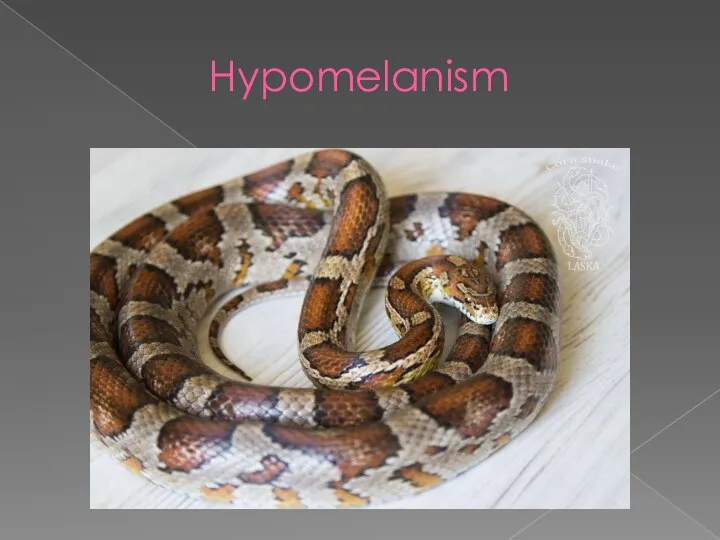 Hypomelanism
