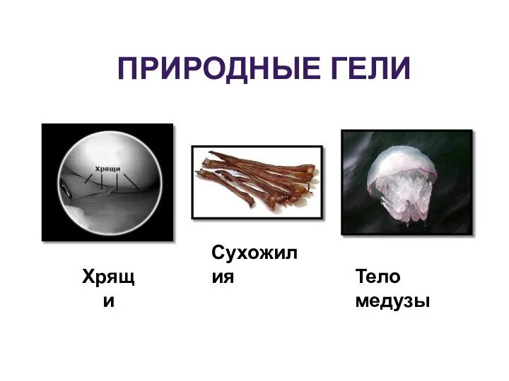 ПРИРОДНЫЕ ГЕЛИ Хрящи Сухожилия Тело медузы