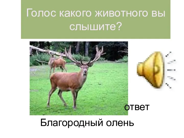 Голос какого животного вы слышите? ответ Благородный олень