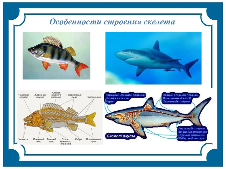 Особенности строения скелета