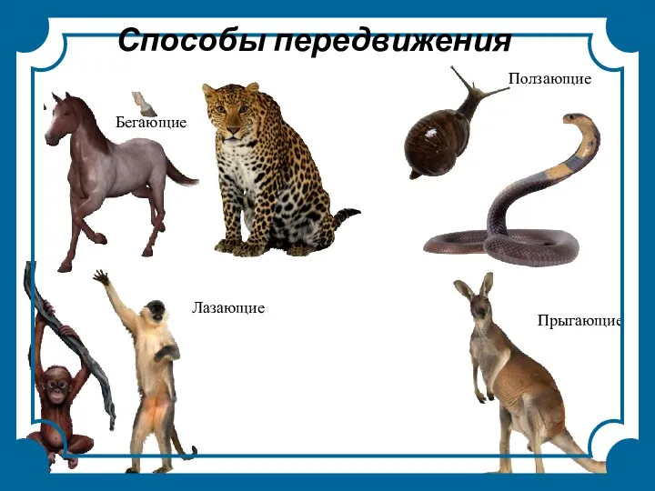 Бегающие Ползающие Прыгающие Лазающие Способы передвижения