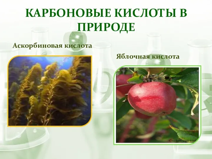 КАРБОНОВЫЕ КИСЛОТЫ В ПРИРОДЕ Аскорбиновая кислота Яблочная кислота