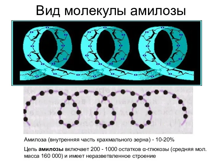 Вид молекулы амилозы Амилоза (внутренняя часть крахмального зерна) - 10-20% Цепь амилозы