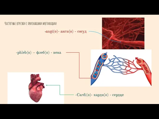 Частотные отрезки с признаками мотивации -angi(o)- анги(о) - cосуд -phleb(o) – флеб(о)