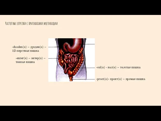 Частотные отрезки с признаками мотивации -duoden(o) – дуоден(о) – 12-перстная кишка -enter(o)