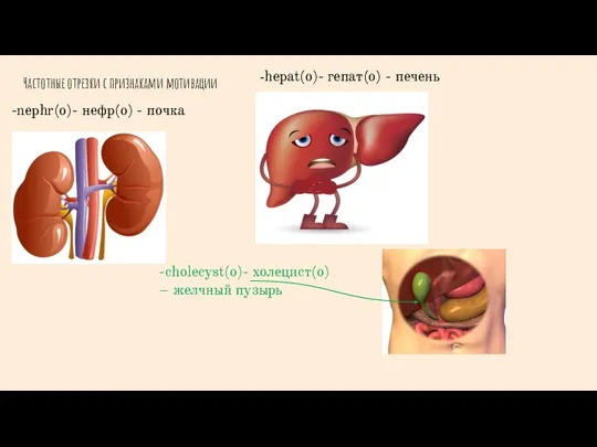 Частотные отрезки с признаками мотивации -hepat(o)- гепат(о) - печень -cholecyst(o)- холецист(о) –