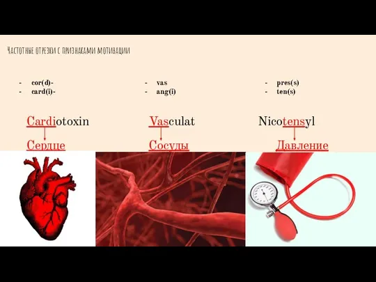 Частотные отрезки с признаками мотивации cor(d)- card(i)- Cardiotoxin Сердце vas ang(i) Vasculat