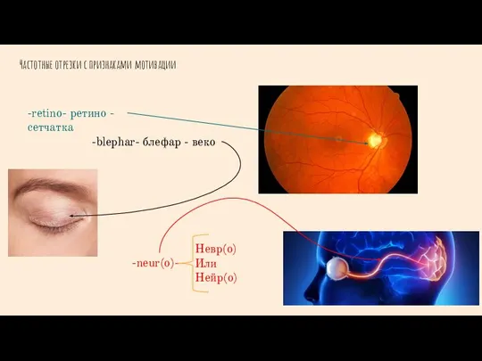 Частотные отрезки с признаками мотивации 8 -retino- ретино - сетчатка -blephar- блефар
